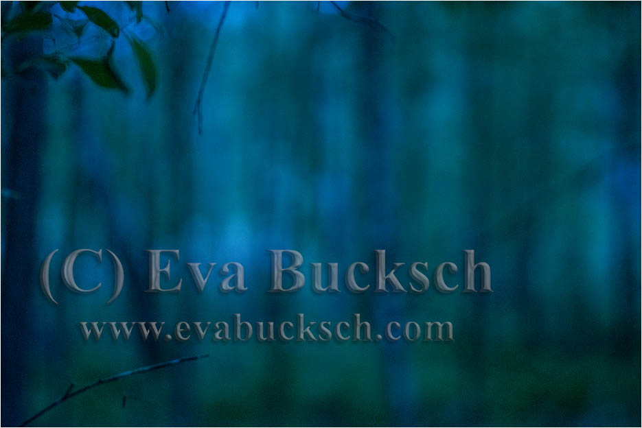 Tr&auml;dandar - foto av Eva Bucksch